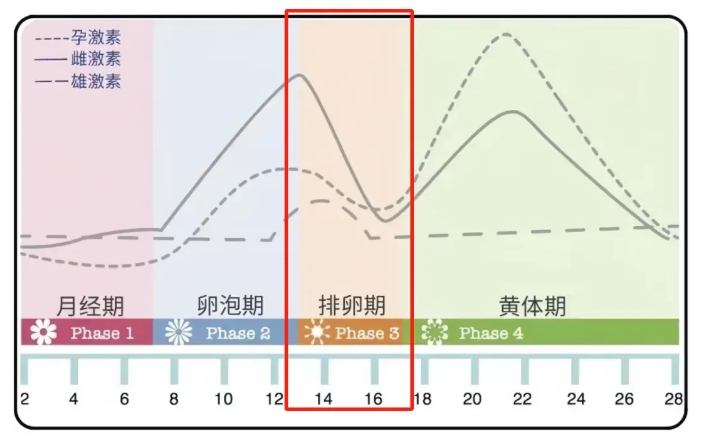 排卵期_20240730094655.jpg